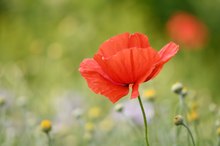 Wildblumenfeld die 2te
