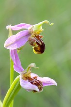 Bienenragwurz