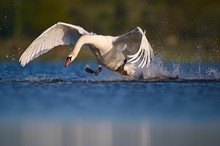 Singschwan beim