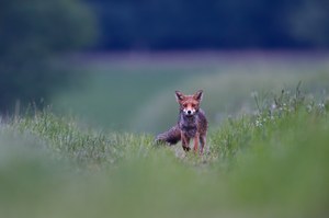 sein Weg