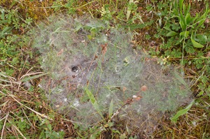 Was ist das ?