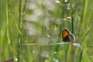 leuchtend orange