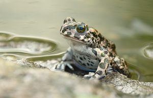 Wechselkröte