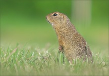 *Zieselchen_2*