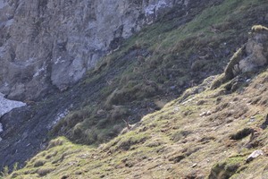 Wimmelbild