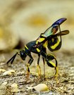 Falten-Erzwespe (Leucospis dorsigera)