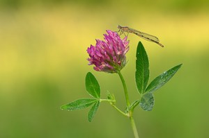 Federlibelle