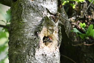 Nur ein junger Kleinspecht
