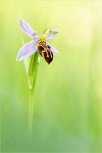Bei den Bienen