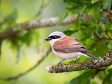 Neuntöter über einem Waldweg