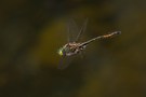 Fliegender Edelstein