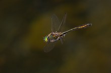 Fliegender Edelstein