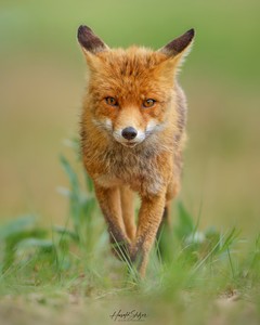Ein Wettlauf