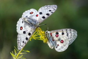 Parnassius apollo