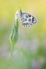 Schachbrettfalter
