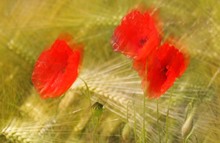 Drei Grazien