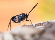 Hungerwespe  (Evania appendigaster) (2)
