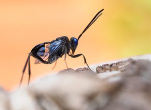 Hungerwespe  (Evania appendigaster) (2)