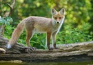 Junger Fuchs