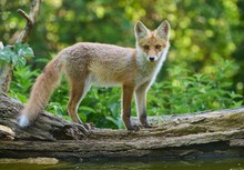 Junger Fuchs