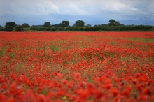 Mohn, Mohn, Mohn ...,