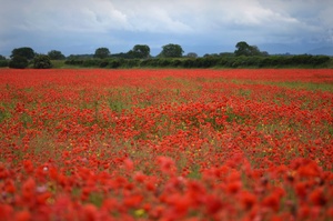 Mohn, Mohn, Mohn ...,