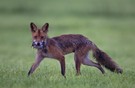 Erfolgreiche Jagd