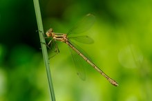 18a: Gemeine Binsenjungfer (Weibchen)