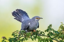 Kuckuck auf Wildrosenstrauch