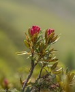 Die Schönheit der Alpen