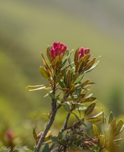 Die Schönheit der Alpen