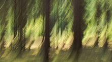 Im Wald