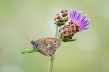 Kleiner Heufalter
