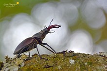 Hirschkäfer ...