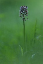 Purpurknabenkraut