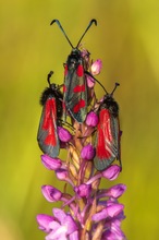 Widderchen an Orchidee