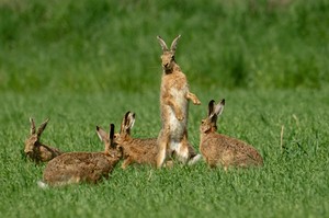 Feldhasen
