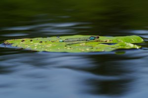 20b: Grosses Granatauge (Männchen)