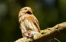 Sperlingskauz