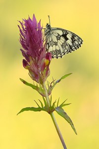 Schachbrettfalter