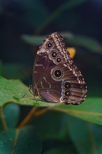 Blauer Morphofalter