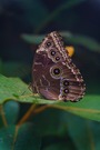Blauer Morphofalter