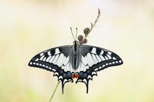 Schwalbi ,Rückenansicht