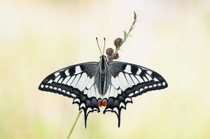 Schwalbi ,Rückenansicht