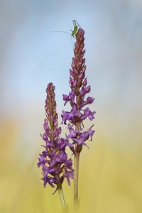 Langfühlerschrecke auf Mückenhändelwurz