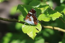 Kleiner Eisvogel