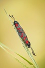 Sex-Fleck-Widderchen