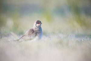 Verträumter Blick