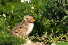 Flauschiger Nachwuchs
