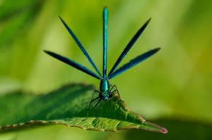 22b: Blauflügel Prachtlibelle (Männchen)